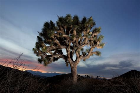 Joshua tree accuweather. Things To Know About Joshua tree accuweather. 
